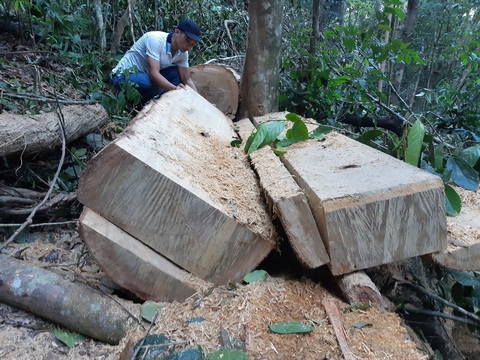 Lâm tặc xẻ gỗ ngay trong rừng phòng hộ đầu nguồn - Ảnh 3. Lâm tặc xẻ gỗ ngay trong rừng phòng hộ đầu nguồn - Ảnh 3.
