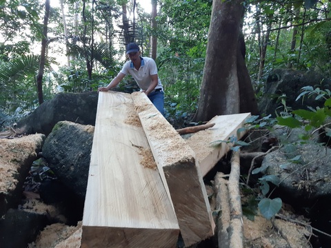 Yêu cầu khởi tố vụ lâm tặc xẻ gỗ ngay trong rừng phòng hộ đầu nguồn - Ảnh 1. Yêu cầu khởi tố vụ lâm tặc xẻ gỗ ngay trong rừng phòng hộ đầu nguồn - Ảnh 1.