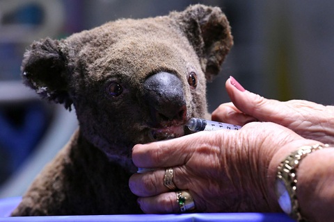 Australia áp dụng công nghệ mới hỗ trợ loài koala sau cháy rừng - Ảnh 1. Australia áp dụng công nghệ mới hỗ trợ loài koala sau cháy rừng - Ảnh 1.