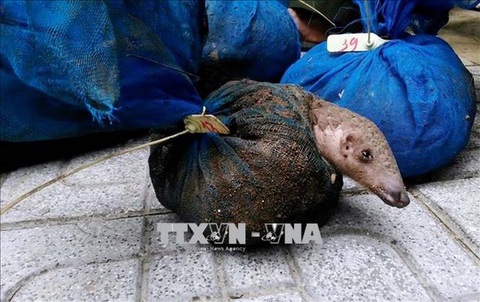Kêu gọi chấm dứt buôn bán và tiêu thụ động vật hoang dã - Ảnh 1. Kêu gọi chấm dứt buôn bán và tiêu thụ động vật hoang dã - Ảnh 1.