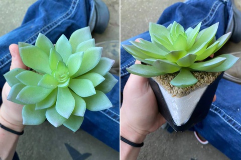 Tưới suốt 2 năm mới té ngửa nhận ra là cây nhựa - Ảnh 1. Tưới suốt 2 năm mới té ngửa nhận ra là cây nhựa - Ảnh 1.