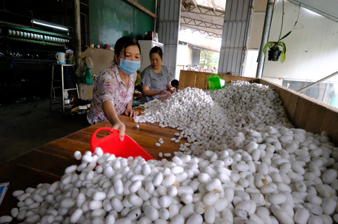 Bộ Nông nghiệp đề nghị tạo điều kiện để nhập khẩu giống tằm từ Trung Quốc - Ảnh 1. Bộ Nông nghiệp đề nghị tạo điều kiện để nhập khẩu giống tằm từ Trung Quốc - Ảnh 1.