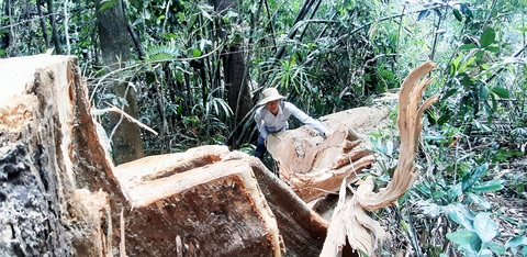 Cây rừng bị cưa hằng ngày, kiểm lâm nói đang đi đếm để... báo cáo lên trên - Ảnh 6. Cây rừng bị cưa hằng ngày, kiểm lâm nói đang đi đếm để... báo cáo lên trên - Ảnh 6.