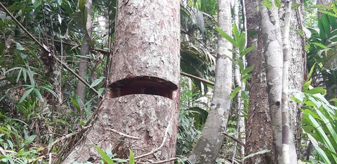 Cây rừng bị cưa hằng ngày, kiểm lâm nói đang đi đếm để... báo cáo lên trên - Ảnh 8. Cây rừng bị cưa hằng ngày, kiểm lâm nói đang đi đếm để... báo cáo lên trên - Ảnh 8.