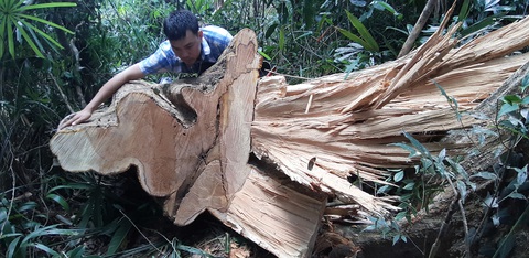 Rừng phòng hộ lưu vực thủy điện bị đốn hạ, Quảng Nam yêu cầu xử lý nghiêm - Ảnh 1. Rừng phòng hộ lưu vực thủy điện bị đốn hạ, Quảng Nam yêu cầu xử lý nghiêm - Ảnh 1.