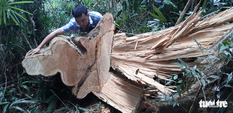 Cây rừng bị cưa hằng ngày, kiểm lâm nói đang đi đếm để... báo cáo lên trên - Ảnh 1. Cây rừng bị cưa hằng ngày, kiểm lâm nói đang đi đếm để... báo cáo lên trên - Ảnh 1.