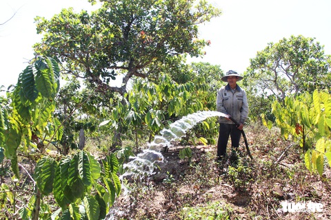 Tây Nguyên sẽ đối mặt với hạn nặng vào giữa tháng 3 - Ảnh 5. Tây Nguyên sẽ đối mặt với hạn nặng vào giữa tháng 3 - Ảnh 5.