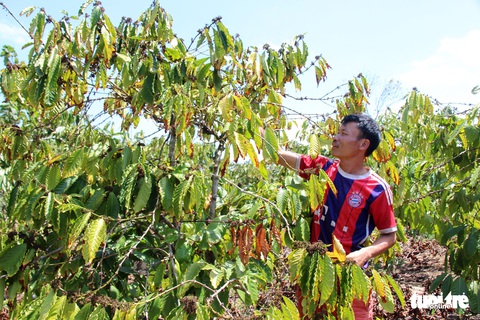 Tây Nguyên sẽ đối mặt với hạn nặng vào giữa tháng 3 - Ảnh 2. Tây Nguyên sẽ đối mặt với hạn nặng vào giữa tháng 3 - Ảnh 2.