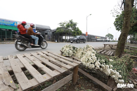 Dân Hạ Lôi thất thần nhìn hoa úa trong những ngày cách ly - Ảnh 7. Dân Hạ Lôi thất thần nhìn hoa úa trong những ngày cách ly - Ảnh 7.