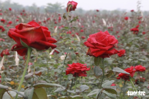 Dân Hạ Lôi thất thần nhìn hoa úa trong những ngày cách ly - Ảnh 6. Dân Hạ Lôi thất thần nhìn hoa úa trong những ngày cách ly - Ảnh 6.