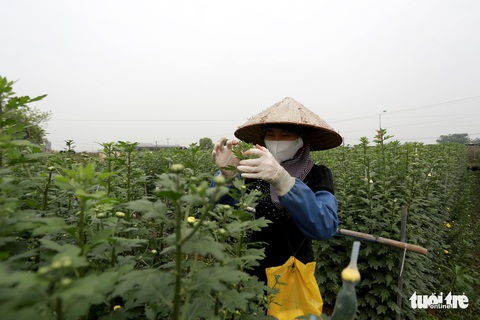 Dân Hạ Lôi thất thần nhìn hoa úa trong những ngày cách ly - Ảnh 2. Dân Hạ Lôi thất thần nhìn hoa úa trong những ngày cách ly - Ảnh 2.