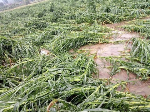 Hàng loạt nhà bay nóc, Mộc Châu tan hoang sau cơn dông lúc nửa đêm - Ảnh 6. Hàng loạt nhà bay nóc, Mộc Châu tan hoang sau cơn dông lúc nửa đêm - Ảnh 6.