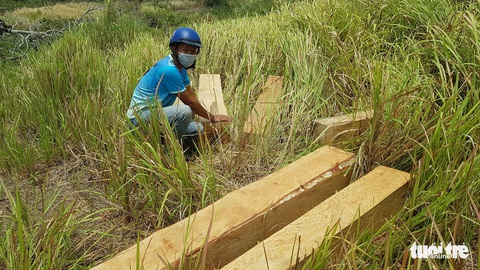Rừng giáp ranh Gia Lai - Đắk Lắk đang bị tàn sát - Ảnh 3. Rừng giáp ranh Gia Lai - Đắk Lắk đang bị tàn sát - Ảnh 3.