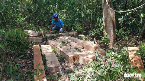 Rừng giáp ranh Gia Lai - Đắk Lắk đang bị tàn sát - Ảnh 4. Rừng giáp ranh Gia Lai - Đắk Lắk đang bị tàn sát - Ảnh 4.