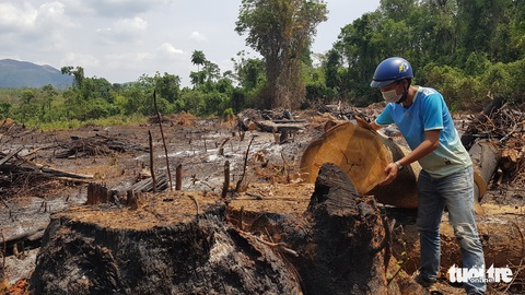 Rừng giáp ranh Gia Lai - Đắk Lắk đang bị tàn sát - Ảnh 5. Rừng giáp ranh Gia Lai - Đắk Lắk đang bị tàn sát - Ảnh 5.