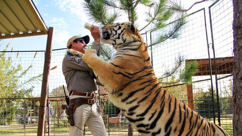 Tiger King - Vua hổ: Lật tẩy thế giới của những tay nuôi thú - Ảnh 1. Tiger King - Vua hổ: Lật tẩy thế giới của những tay nuôi thú - Ảnh 1.