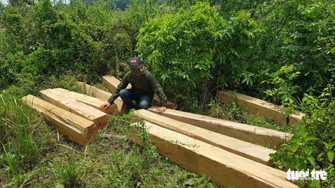 Rừng giáp ranh Gia Lai - Đắk Lắk đang bị tàn sát: Gia Lai chỉ đạo báo cáo khẩn - Ảnh 2. Rừng giáp ranh Gia Lai - Đắk Lắk đang bị tàn sát: Gia Lai chỉ đạo báo cáo khẩn - Ảnh 2.