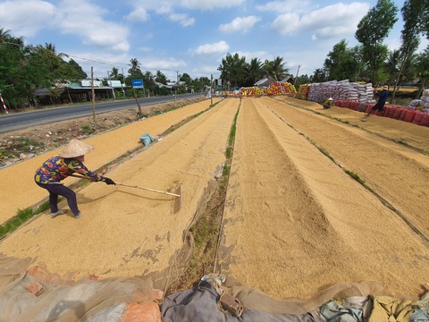 Sau vụ mở tờ khai nửa đêm: Kiến nghị giao hạn ngạch xuất khẩu gạo cho địa phương - Ảnh 3. Sau vụ mở tờ khai nửa đêm: Kiến nghị giao hạn ngạch xuất khẩu gạo cho địa phương - Ảnh 3.