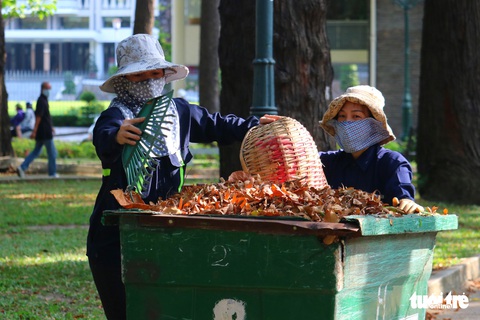 Có một mùa hoa chò lặng lẽ bay bay giữa Sài Gòn - Ảnh 14. Có một mùa hoa chò lặng lẽ bay bay giữa Sài Gòn - Ảnh 14.