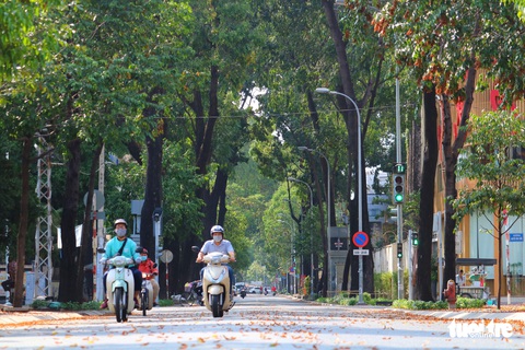 Có một mùa hoa chò lặng lẽ bay bay giữa Sài Gòn - Ảnh 6. Có một mùa hoa chò lặng lẽ bay bay giữa Sài Gòn - Ảnh 6.