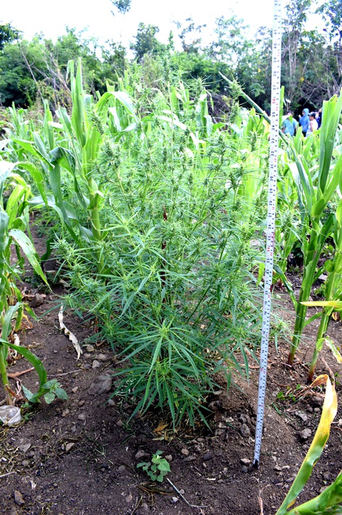 Trồng cần sa trong rẫy hoa màu bán cho con nghiện - Ảnh 2. Trồng cần sa trong rẫy hoa màu bán cho con nghiện - Ảnh 2.