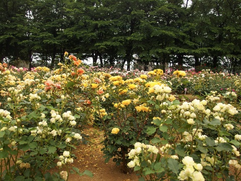 Nhật Bản cắt bỏ hàng chục ngàn hoa hồng, hoa tulip để ngăn người dân ngắm hoa - Ảnh 3. Nhật Bản cắt bỏ hàng chục ngàn hoa hồng, hoa tulip để ngăn người dân ngắm hoa - Ảnh 3.