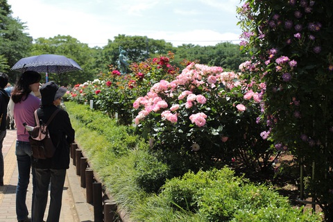 Nhật Bản cắt bỏ hàng chục ngàn hoa hồng, hoa tulip để ngăn người dân ngắm hoa - Ảnh 1. Nhật Bản cắt bỏ hàng chục ngàn hoa hồng, hoa tulip để ngăn người dân ngắm hoa - Ảnh 1.