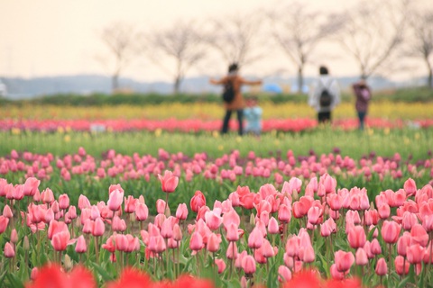 Nhật Bản cắt bỏ hàng chục ngàn hoa hồng, hoa tulip để ngăn người dân ngắm hoa - Ảnh 2. Nhật Bản cắt bỏ hàng chục ngàn hoa hồng, hoa tulip để ngăn người dân ngắm hoa - Ảnh 2.