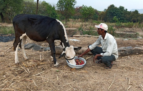 Dâu tây, xà lách phải đổ cho bò ăn vì COVID-19 - Ảnh 1. Dâu tây, xà lách phải đổ cho bò ăn vì COVID-19 - Ảnh 1.