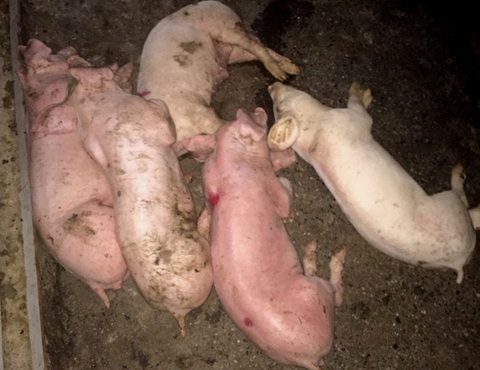 Hàng trăm lợn giống vừa mua đã lăn ra chết - Ảnh 1. Hàng trăm lợn giống vừa mua đã lăn ra chết - Ảnh 1.