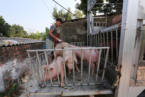 Bộ Nông nghiệp đề nghị trang trại, hộ chăn nuôi hạ giá heo xuống 70.000 đồng/kg - Ảnh 1. Bộ Nông nghiệp đề nghị trang trại, hộ chăn nuôi hạ giá heo xuống 70.000 đồng/kg - Ảnh 1.