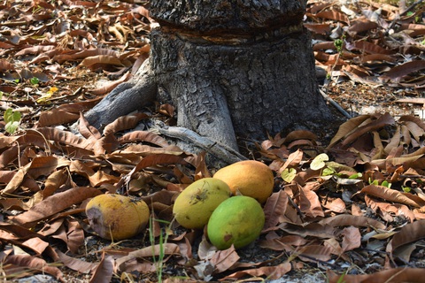 Thủ phủ xoài miền Trung... kêu cứu vì chín đỏ cây mà không ai mua - Ảnh 2. Thủ phủ xoài miền Trung... kêu cứu vì chín đỏ cây mà không ai mua - Ảnh 2.