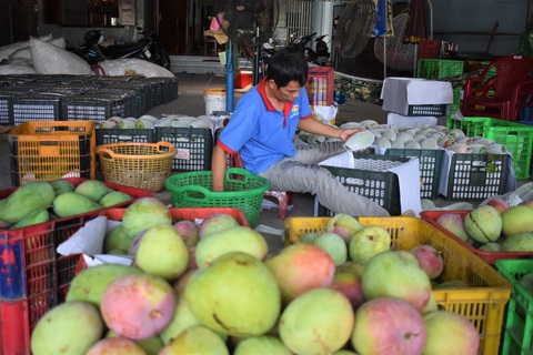 Thủ phủ xoài miền Trung... kêu cứu vì chín đỏ cây mà không ai mua - Ảnh 3. Thủ phủ xoài miền Trung... kêu cứu vì chín đỏ cây mà không ai mua - Ảnh 3.