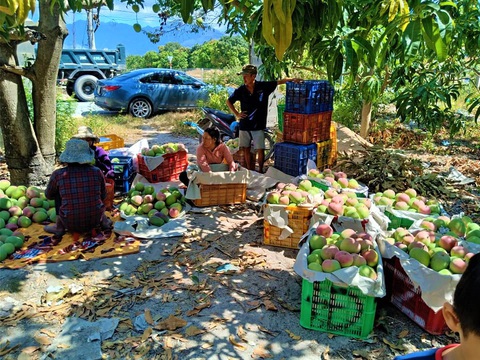 Thủ phủ xoài miền Trung... kêu cứu vì chín đỏ cây mà không ai mua - Ảnh 1. Thủ phủ xoài miền Trung... kêu cứu vì chín đỏ cây mà không ai mua - Ảnh 1.