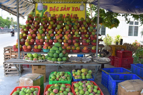 Thủ phủ xoài miền Trung... kêu cứu vì chín đỏ cây mà không ai mua - Ảnh 4. Thủ phủ xoài miền Trung... kêu cứu vì chín đỏ cây mà không ai mua - Ảnh 4.