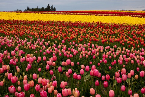 Ý tưởng đột phá giúp nhóm bạn bán sạch hoa tulip ế giữa đại dịch COVID-19 - Ảnh 1. Ý tưởng đột phá giúp nhóm bạn bán sạch hoa tulip ế giữa đại dịch COVID-19 - Ảnh 1.