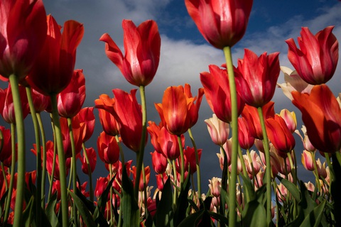 Ý tưởng đột phá giúp nhóm bạn bán sạch hoa tulip ế giữa đại dịch COVID-19 - Ảnh 3. Ý tưởng đột phá giúp nhóm bạn bán sạch hoa tulip ế giữa đại dịch COVID-19 - Ảnh 3.
