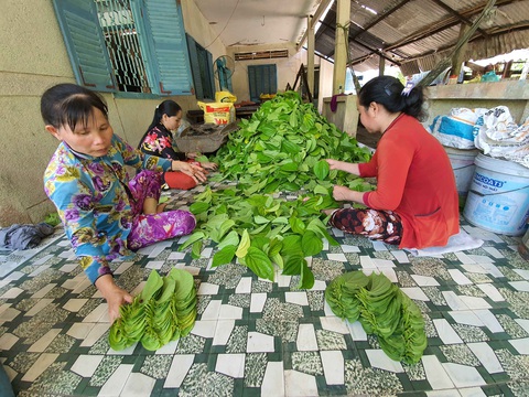 Độc đáo làng trầu Vị Thủy - Ảnh 4. Độc đáo làng trầu Vị Thủy - Ảnh 4.