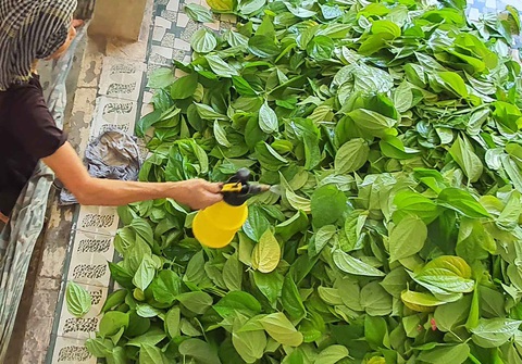 Độc đáo làng trầu Vị Thủy - Ảnh 8. Độc đáo làng trầu Vị Thủy - Ảnh 8.