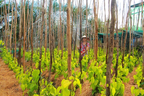 Độc đáo làng trầu Vị Thủy - Ảnh 6. Độc đáo làng trầu Vị Thủy - Ảnh 6.