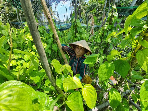 Độc đáo làng trầu Vị Thủy - Ảnh 2. Độc đáo làng trầu Vị Thủy - Ảnh 2.
