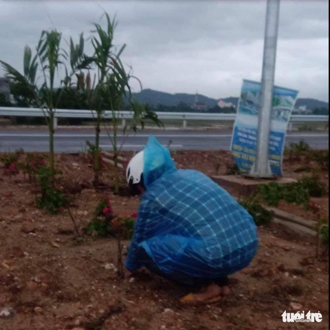 Hàng ngàn cây lá màu, bông giấy trên quốc lộ 19 mới bị nhổ trộm - Ảnh 4. Hàng ngàn cây lá màu, bông giấy trên quốc lộ 19 mới bị nhổ trộm - Ảnh 4.