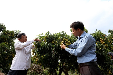 Bộ Nông nghiệp họp trực tuyến với Nhật để thúc đẩy xuất khẩu vải thiều - Ảnh 1. Bộ Nông nghiệp họp trực tuyến với Nhật để thúc đẩy xuất khẩu vải thiều - Ảnh 1.