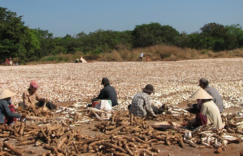 Nhà máy ethanol Bình Phước nằm yên cũng lỗ cả ngàn tỉ đồng - Ảnh 2. Nhà máy ethanol Bình Phước nằm yên cũng lỗ cả ngàn tỉ đồng - Ảnh 2.