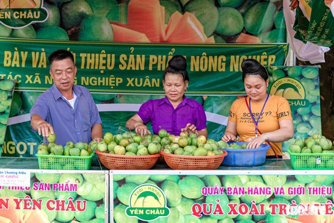 Ngọt thơm xoài trứng Yên Châu, ăn một lần sẽ nhớ mãi - Ảnh 3. Ngọt thơm xoài trứng Yên Châu, ăn một lần sẽ nhớ mãi - Ảnh 3.