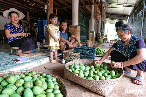 Ngọt thơm xoài trứng Yên Châu, ăn một lần sẽ nhớ mãi - Ảnh 4. Ngọt thơm xoài trứng Yên Châu, ăn một lần sẽ nhớ mãi - Ảnh 4.