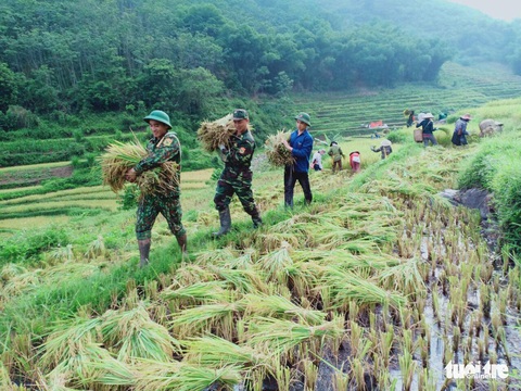 Bạn trẻ đội nắng hè xuống đồng giúp dân gặt lúa - Ảnh 2. Bạn trẻ đội nắng hè xuống đồng giúp dân gặt lúa - Ảnh 2.