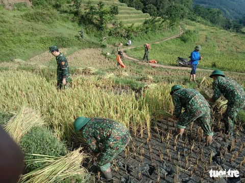 Bạn trẻ đội nắng hè xuống đồng giúp dân gặt lúa - Ảnh 4. Bạn trẻ đội nắng hè xuống đồng giúp dân gặt lúa - Ảnh 4.