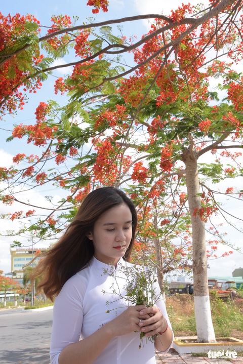 Đẹp ngỡ ngàng những tuyến đường phủ đầy hoa phượng ở miền Tây - Ảnh 13. Đẹp ngỡ ngàng những tuyến đường phủ đầy hoa phượng ở miền Tây - Ảnh 13.