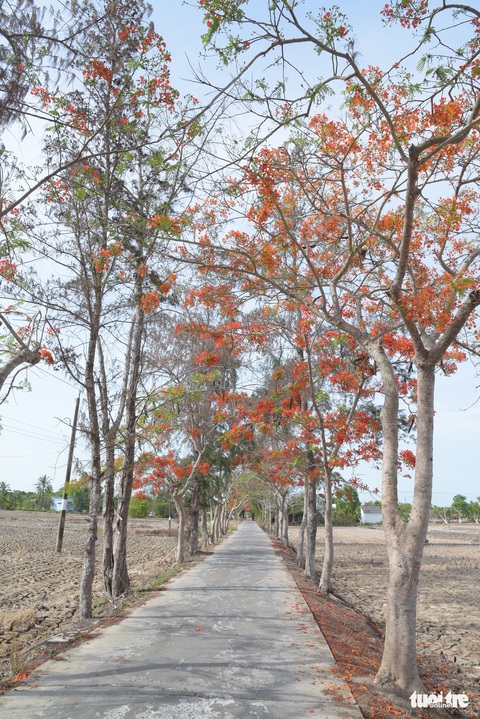 Đẹp ngỡ ngàng những tuyến đường phủ đầy hoa phượng ở miền Tây - Ảnh 12. Đẹp ngỡ ngàng những tuyến đường phủ đầy hoa phượng ở miền Tây - Ảnh 12.